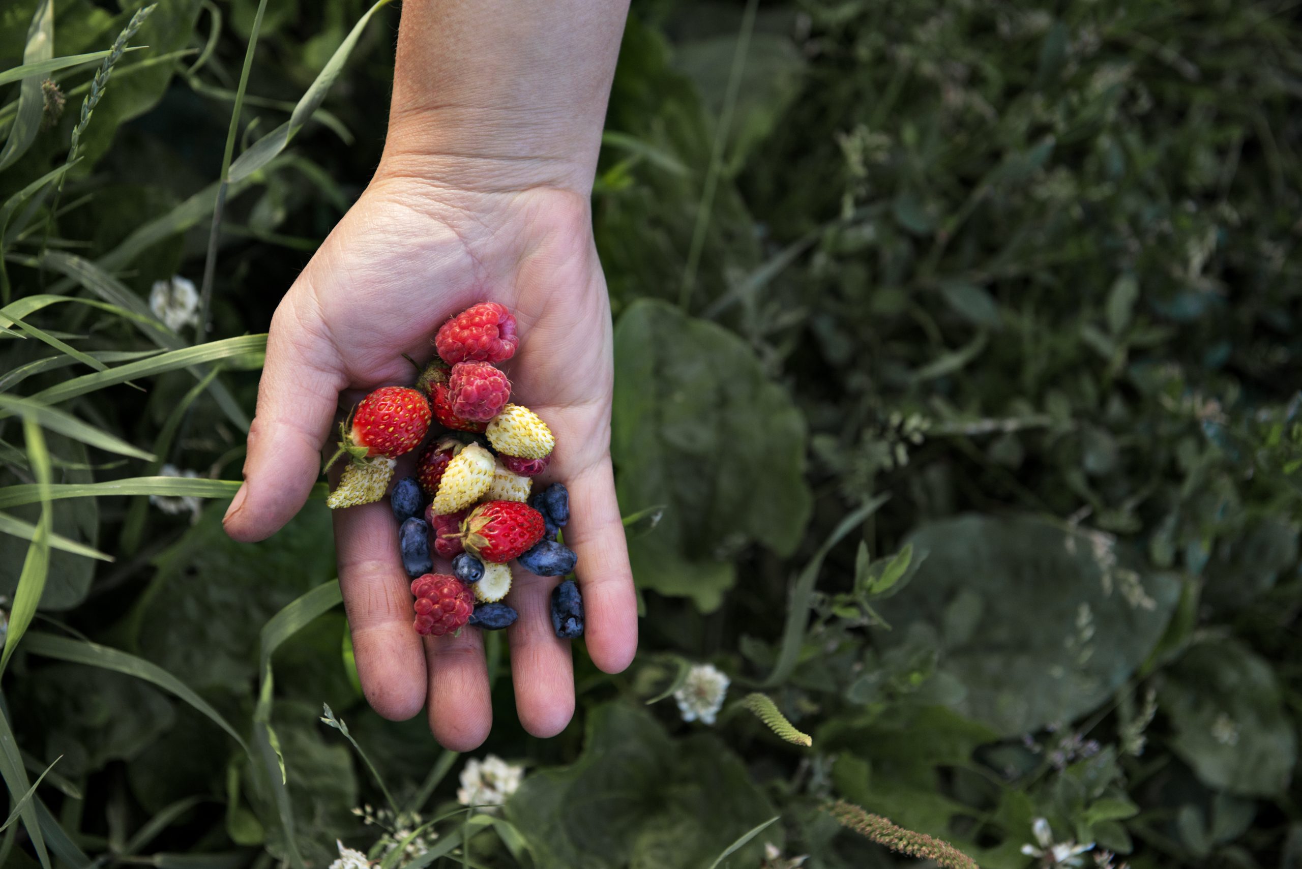 You are currently viewing Health Benefits of Different Berries