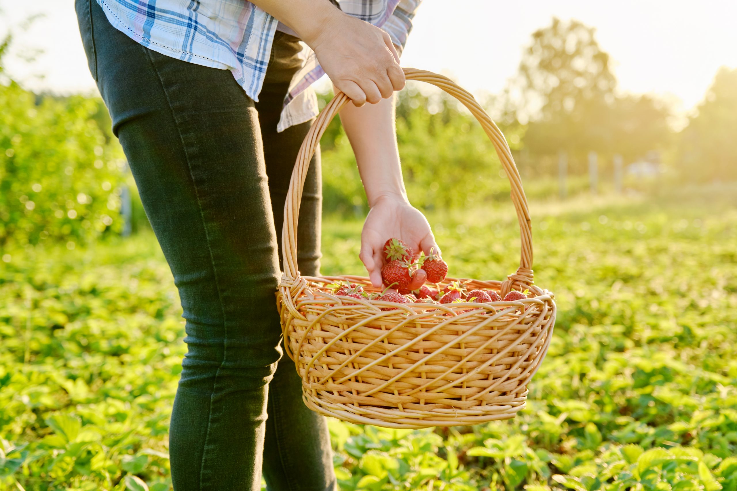 You are currently viewing Best Berry Farms to Visit in 2023