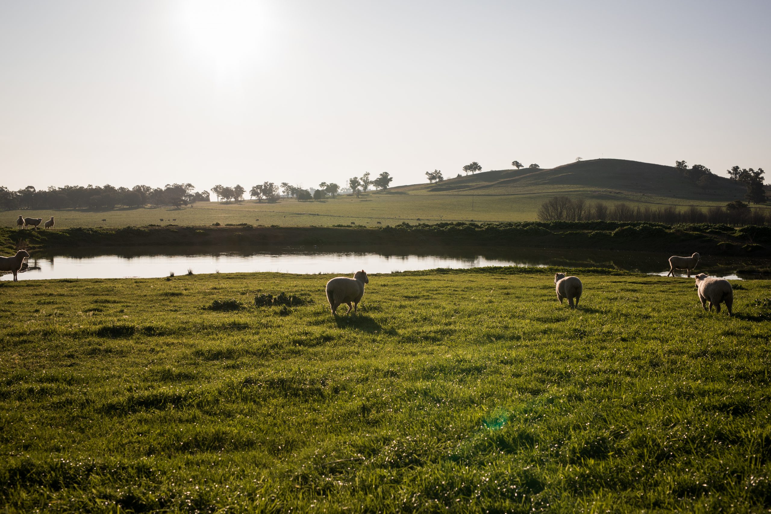 Read more about the article Finding a Good Berry Farming Location