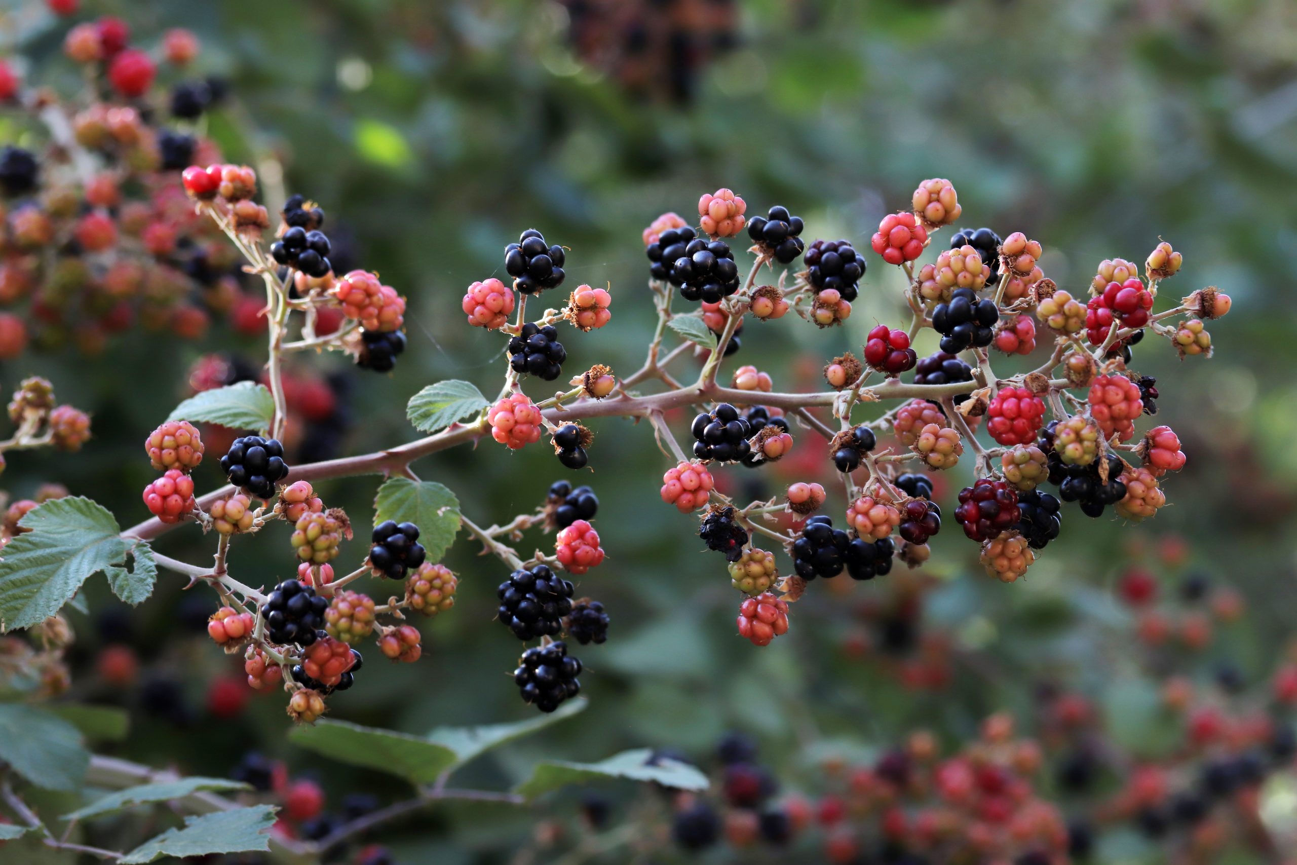 You are currently viewing How to Start Earning in a Berry Farm