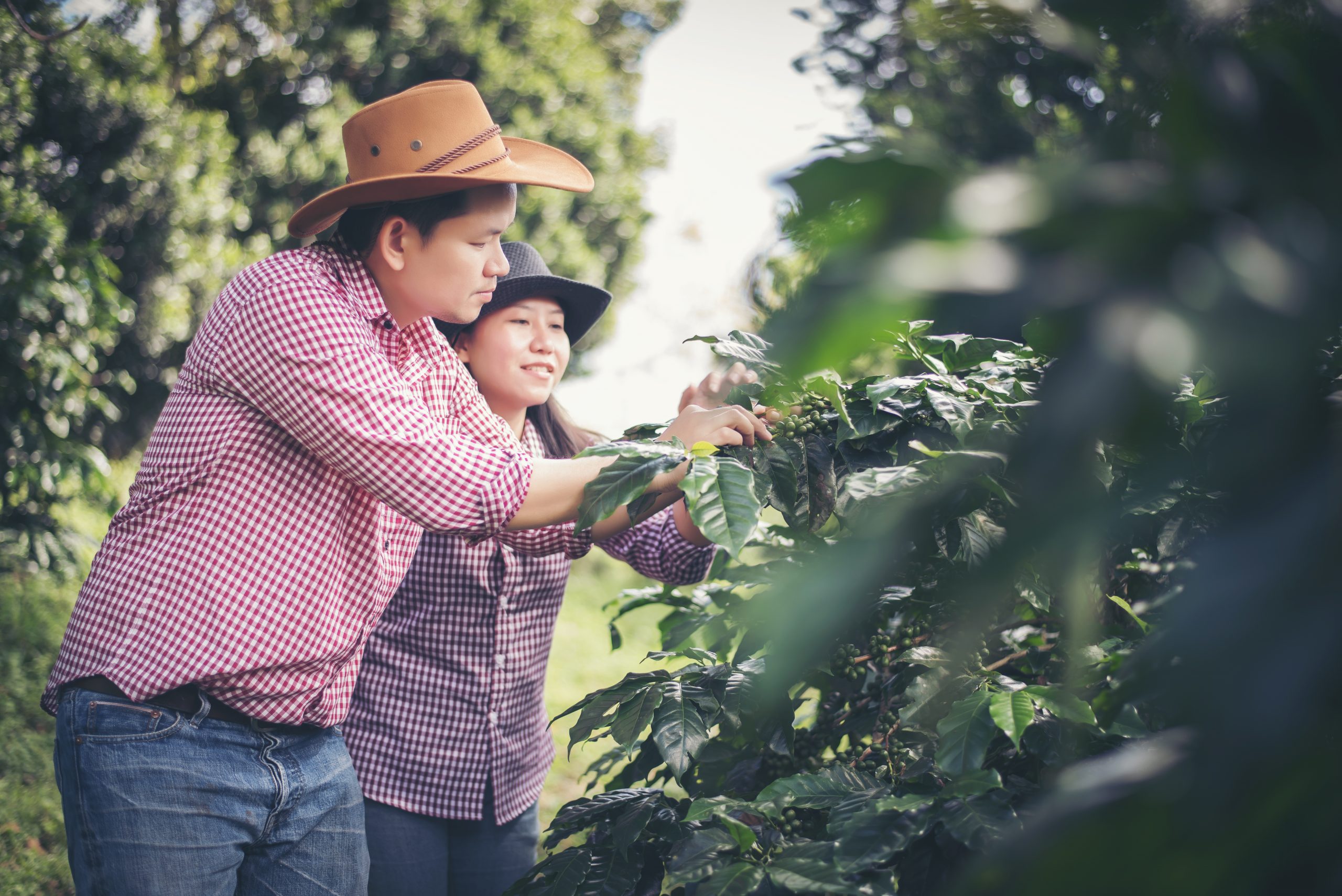 You are currently viewing Berry Farming Tourism and Activities